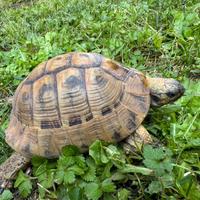 Tartatuga testudo hermanni boettgeri