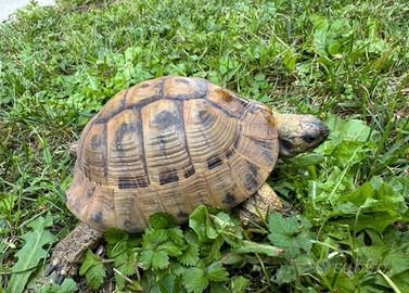 Tartatuga testudo hermanni boettgeri