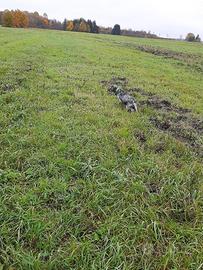 Setter inglese femmina