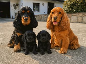 Cuccioli di cocker spaniel inglese pedigree ENCI