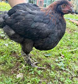 Marans