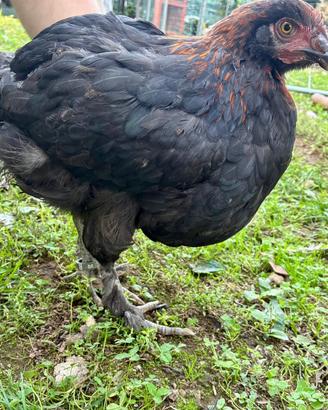 Marans