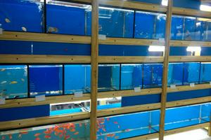 Attività commerciale