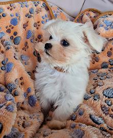 Cuccioli Maltese