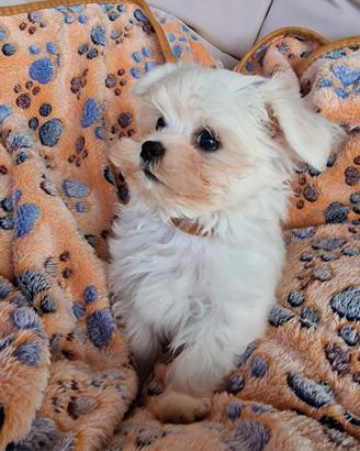 Cuccioli Maltese