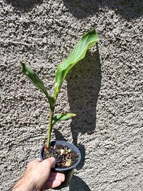 piantina di canna indica,simile a banano sterlizia