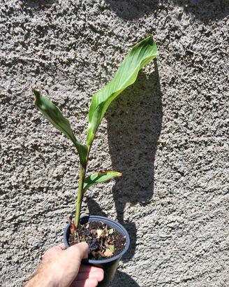 piantina di canna indica,simile a banano sterlizia