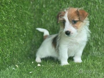 Jack Russell broken