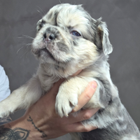 Bulldog francese
