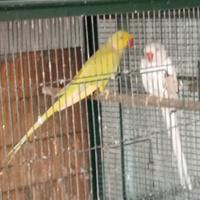 Coppia parrocchetti dal colare