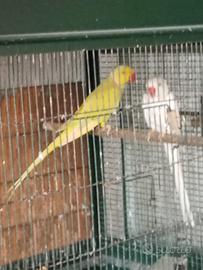 Coppia parrocchetti dal colare