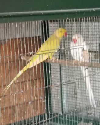 Coppia parrocchetti dal colare