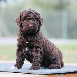 Lagotto romagnolo cuccioli