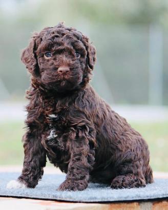 Lagotto romagnolo cuccioli