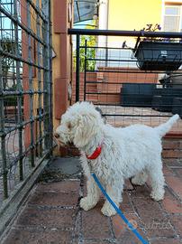 Lagotto romagnolo cane da tartufo