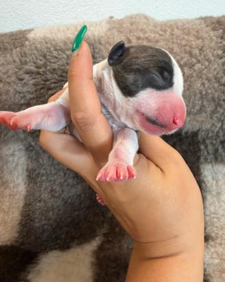 Bull terrier miniature