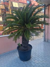 Cycas femmina