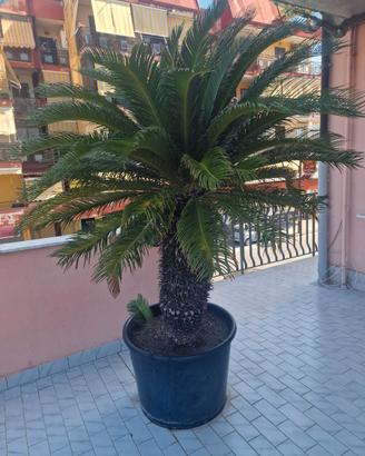 Cycas femmina