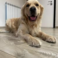 Monta Golden retriever pedigree lastre FSA A0