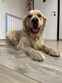 Monta Golden retriever pedigree lastre FSA A0