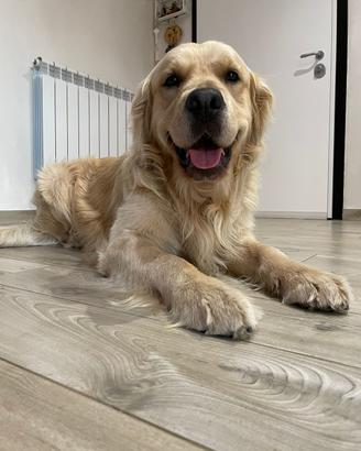 Monta Golden retriever pedigree lastre FSA A0