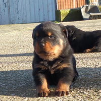 Cucciolo di rottweiler con pedigree