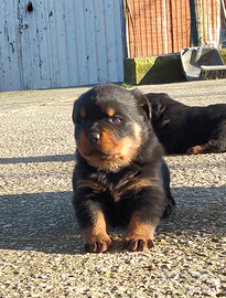 Cucciolo di rottweiler con pedigree