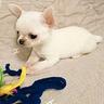 chihuahua-toy-bianchi-cuccioli-pag-in-12-rate