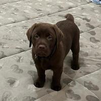 Cucciolo di Labrador cioccolato 2 mesi e mezzo