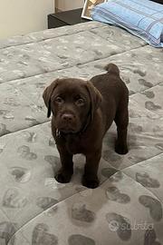 Cucciolo di Labrador cioccolato 2 mesi e mezzo