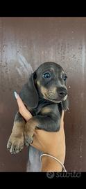 Cuccioli di bassotto