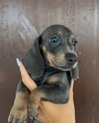 Cuccioli di bassotto