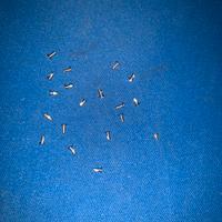 X20 viti originali per samsung galaxy note 9