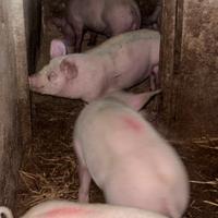 Duroc danesi