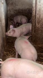 Duroc danesi