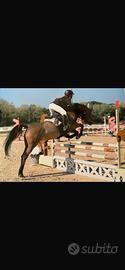 Doppio pony