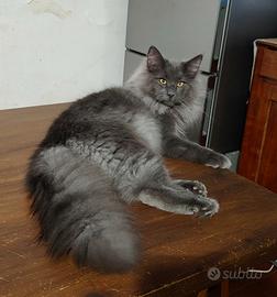 Cucciolone gatto norvegese delle foreste
