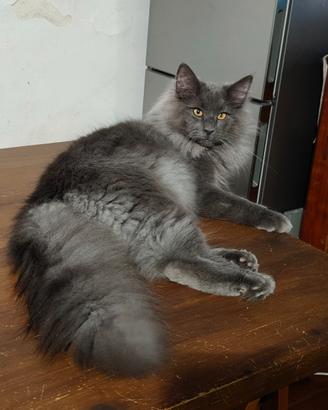 Cucciolone gatto norvegese delle foreste