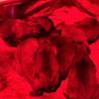Allevamento Enci pastore belga Malinois