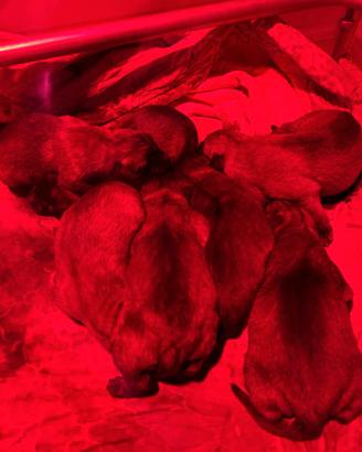 Allevamento Enci pastore belga Malinois