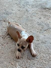 Bulldog francesi, maschi