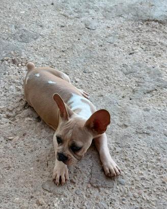 Bulldog francesi, maschi