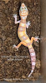 Geco leopardino albino