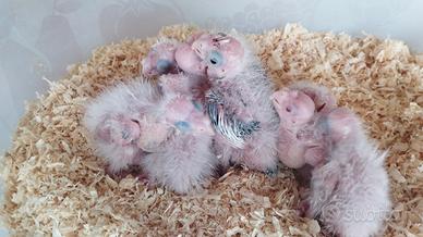 Pappagalli Calopsite da imbecco