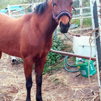 Olena cavalla Quarte horse con origini americane
