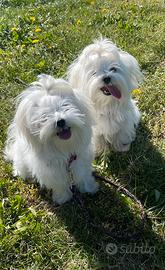 Maltese