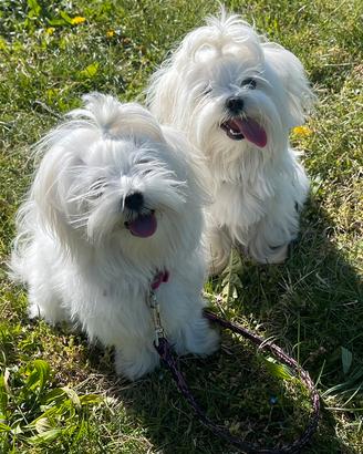 Maltese