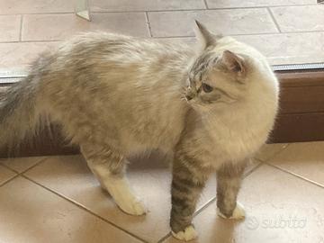 Ragdoll fattrice