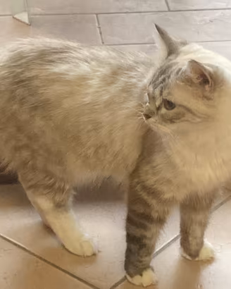 Ragdoll fattrice