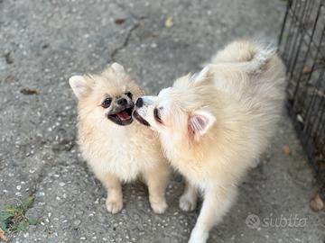 Cucciole volpine Spitz di pomerania nano